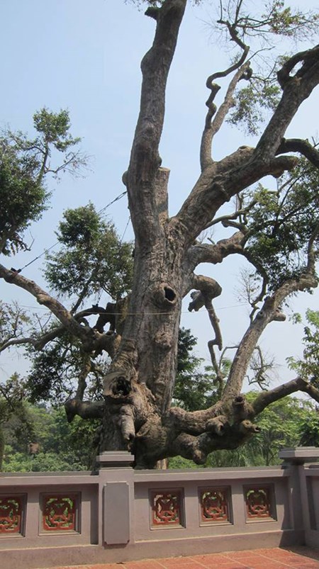 "Cụ[-]cây”[-]già[-]nhất[-]Việt[-]Nam[-]kêu[-]cứu